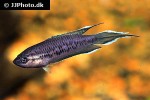 pseudosphromenus dayi pseudosphromenus dayi