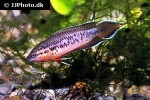 pseudosphromenus dayi pseudosphromenus dayi