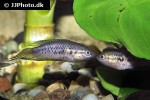 pseudosphromenus dayi pseudosphromenus dayi