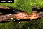 pseudosphromenus dayi pseudosphromenus dayi