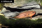 pseudosphromenus dayi pseudosphromenus dayi