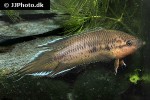 pseudosphromenus dayi pseudosphromenus dayi