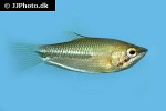 sphaerichthys acrostoma sphaerichthys acrostoma
