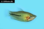 sphaerichthys acrostoma sphaerichthys acrostoma