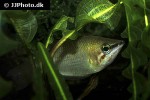 sphaerichthys acrostoma sphaerichthys acrostoma