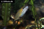 sphaerichthys acrostoma sphaerichthys acrostoma