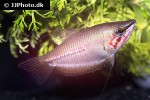 sphaerichthys acrostoma sphaerichthys acrostoma