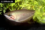 sphaerichthys acrostoma sphaerichthys acrostoma