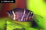 sphaerichthys osphromenoides sphaerichthys osphromenoides