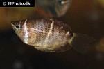 sphaerichthys osphromenoides sphaerichthys osphromenoides