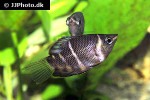 sphaerichthys osphromenoides sphaerichthys osphromenoides