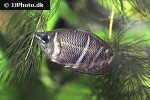 sphaerichthys osphromenoides sphaerichthys osphromenoides
