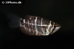 sphaerichthys selatanensis sphaerichthys selatanensis