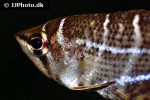 sphaerichthys selatanensis sphaerichthys selatanensis