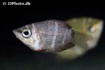 sphaerichthys selatanensis sphaerichthys selatanensis