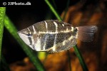 sphaerichthys selatanensis sphaerichthys selatanensis