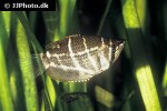 sphaerichthys selatanensis sphaerichthys selatanensis