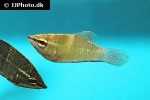 sphaerichthys vaillanti sphaerichthys vaillanti