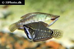 sphaerichthys vaillanti sphaerichthys vaillanti