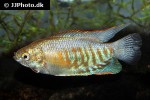 trichogaster bejeus trichogaster bejeus
