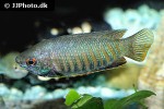 trichogaster bejeus trichogaster bejeus