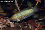trichogaster bejeus trichogaster bejeus