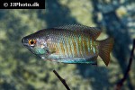 trichogaster bejeus trichogaster bejeus