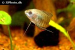 trichogaster bejeus trichogaster bejeus