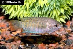 trichogaster bejeus trichogaster bejeus