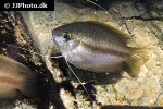 trichogaster chuna trichogaster chuna