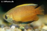 trichogaster chuna trichogaster chuna