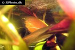 trichogaster chuna trichogaster chuna