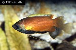 trichogaster chuna trichogaster chuna