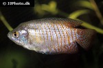 trichogaster fasciata trichogaster fasciata