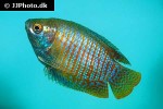 trichogaster fasciata trichogaster fasciata