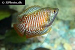 trichogaster fasciata trichogaster fasciata
