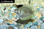 trichogaster fasciata trichogaster fasciata