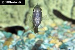 trichogaster fasciata trichogaster fasciata