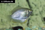 trichogaster fasciata trichogaster fasciata