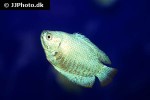 trichogaster fasciata blue neon trichogaster fasciata blue neon