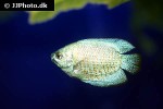 trichogaster fasciata blue neon trichogaster fasciata blue neon