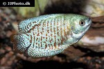 trichogaster fasciata neon trichogaster fasciata neon
