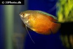 trichogaster fasciata red neon trichogaster fasciata red neon