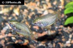 trichogaster fasciata wild trichogaster fasciata wild