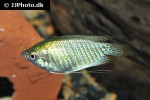 trichogaster fasciata wild trichogaster fasciata wild