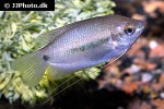 trichogaster labiosa trichogaster labiosa