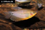 trichopodus leerii trichopodus leerii
