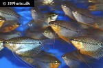 trichopodus leerii trichopodus leerii