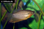 trichopodus leerii trichopodus leerii