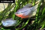 trichopodus leerii trichopodus leerii